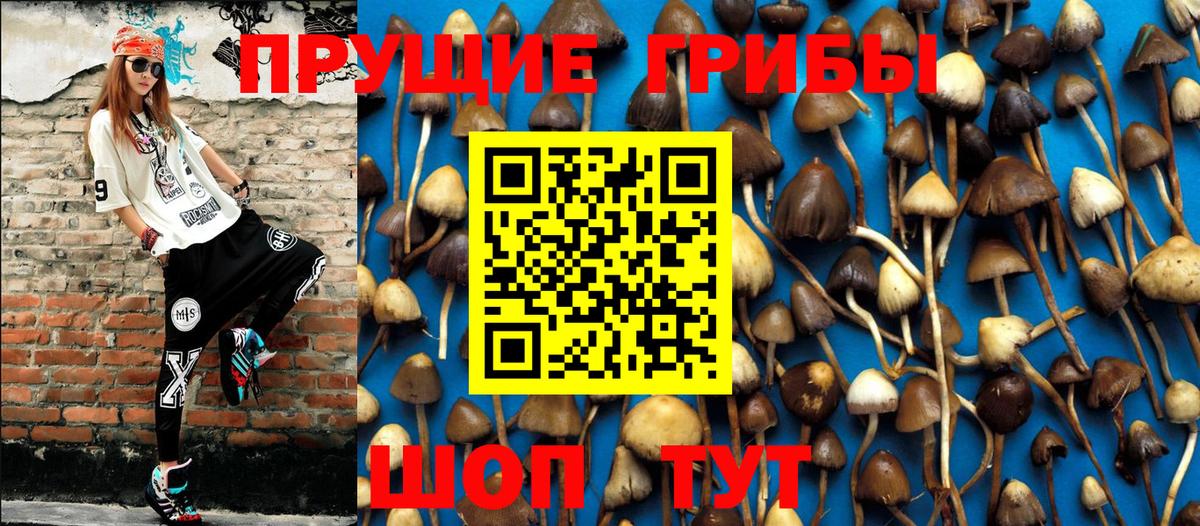 Галлюциногенные грибы Psilocybine cubensis Краснотурьинск